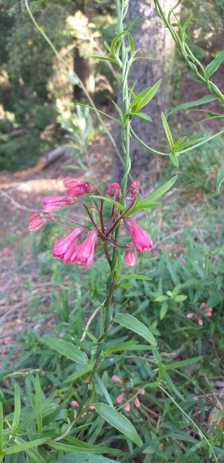 Bomarea salsilla flower