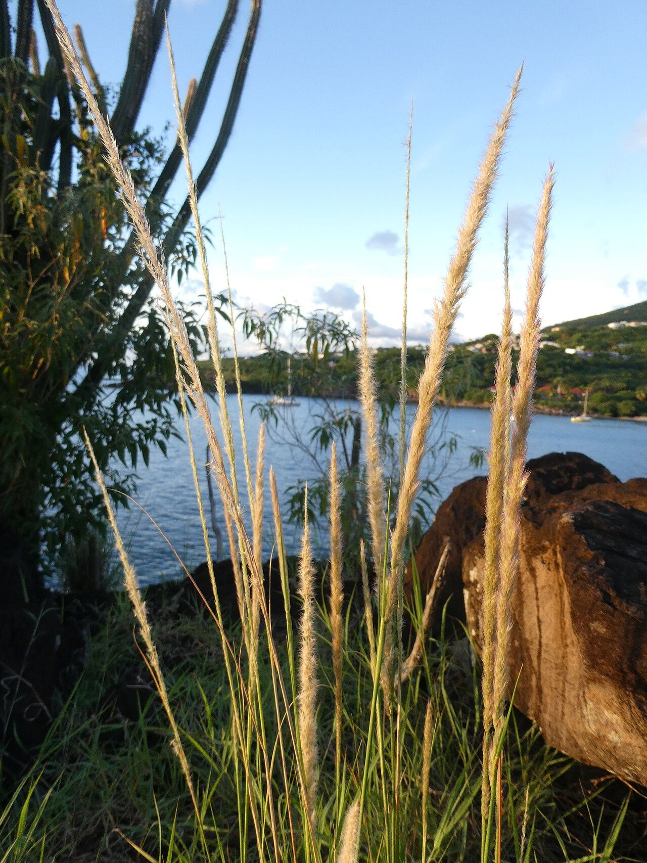 Pappophorum pappiferum flower
