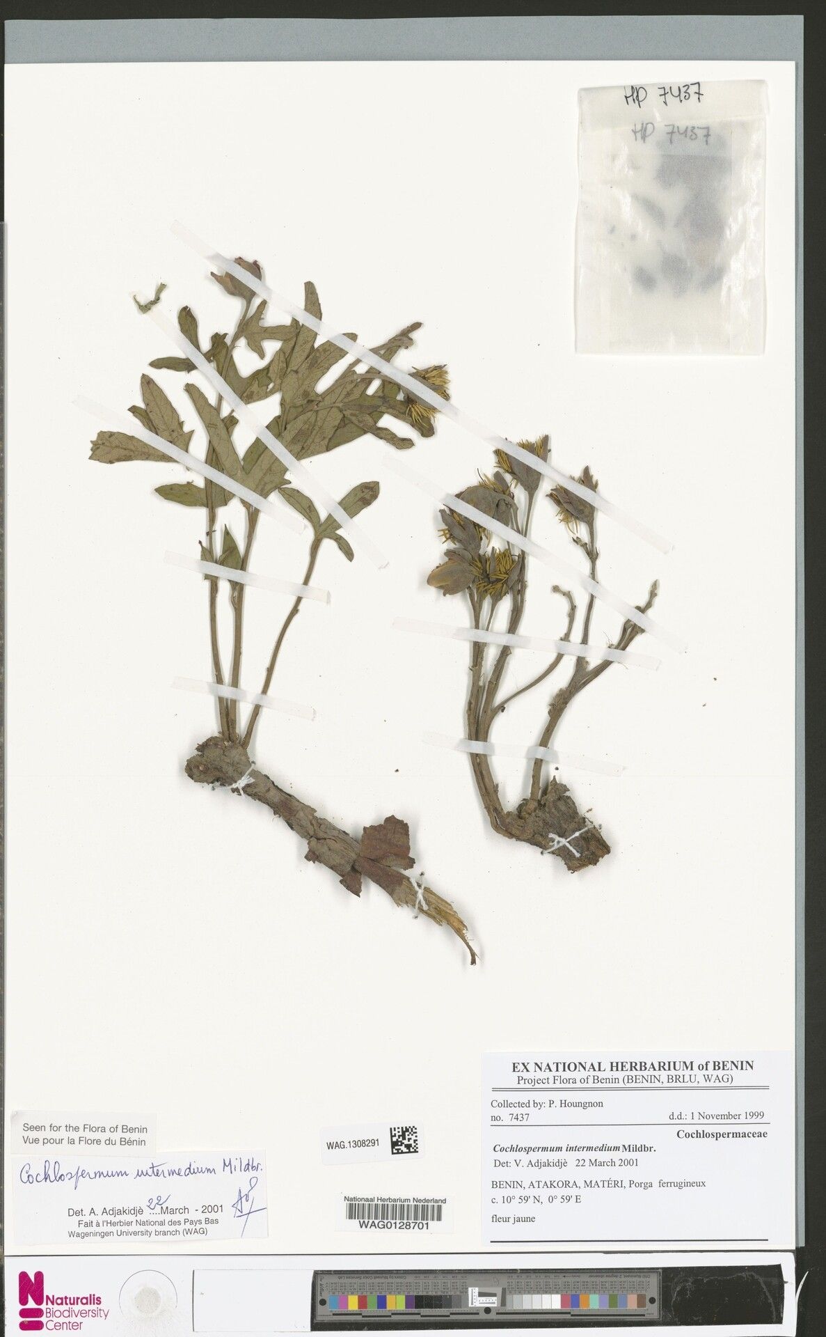 Cochlospermum intermedium — related species from the same genus