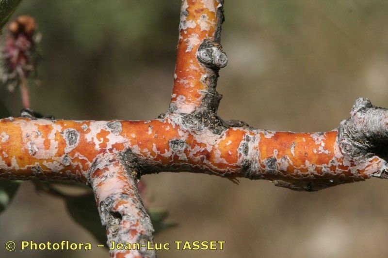 Crataegus granatensis — search result for 'Crataegus'