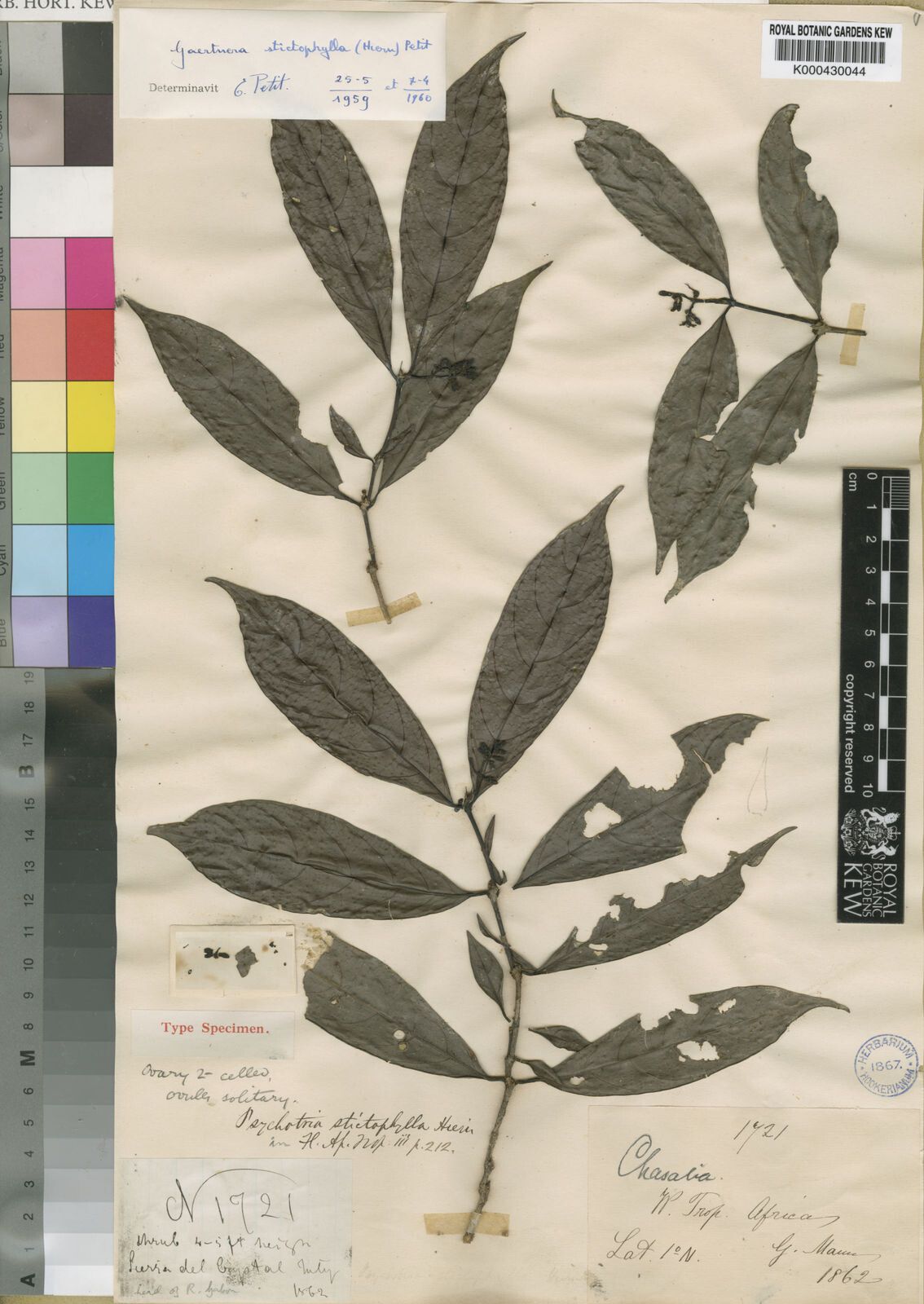 Gaertnera stictophylla — houseplant care guide