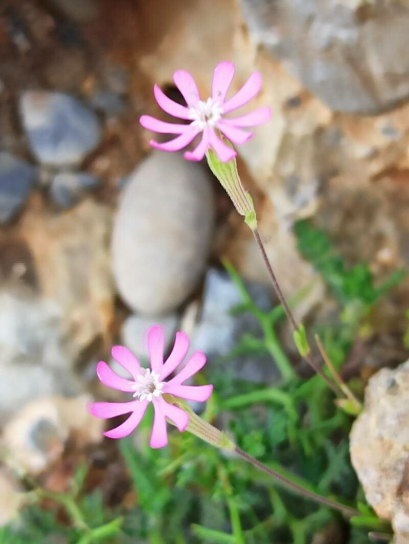 Silene cretica flower