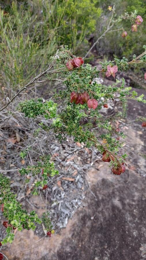 Dodonaea pinnata habit