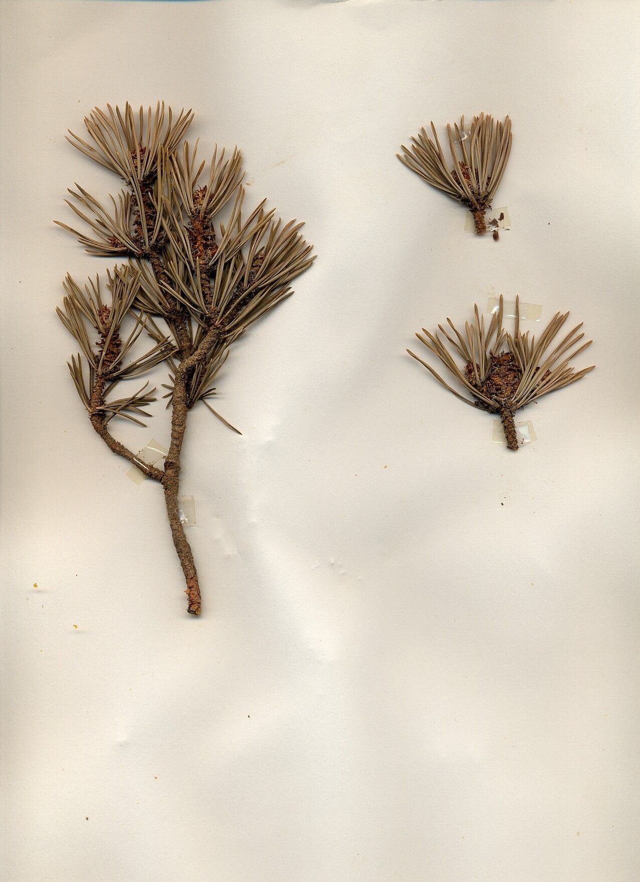 Pinus quadrifolia leaf