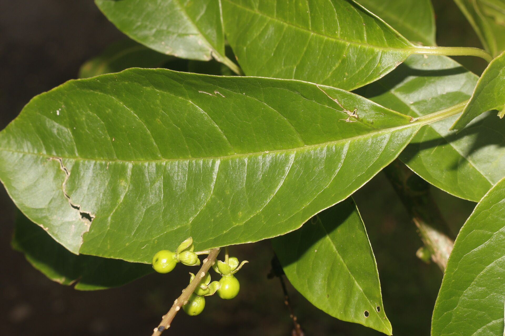 Pleuropetalum pleiogynum — related species from the same genus