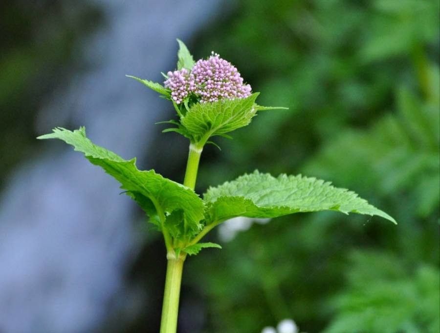 Valeriana pyrenaica flower