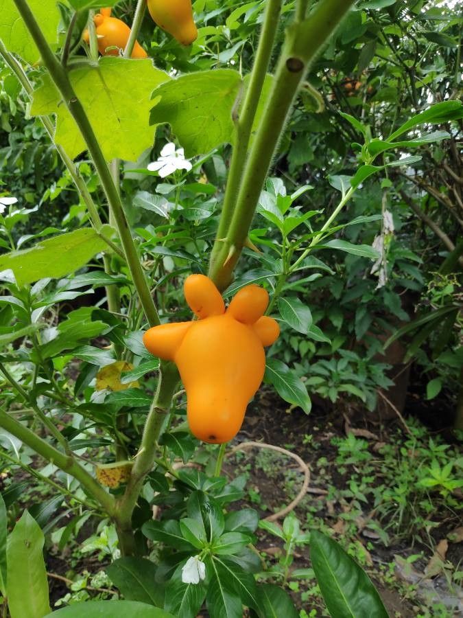 Solanum mammosum fruit