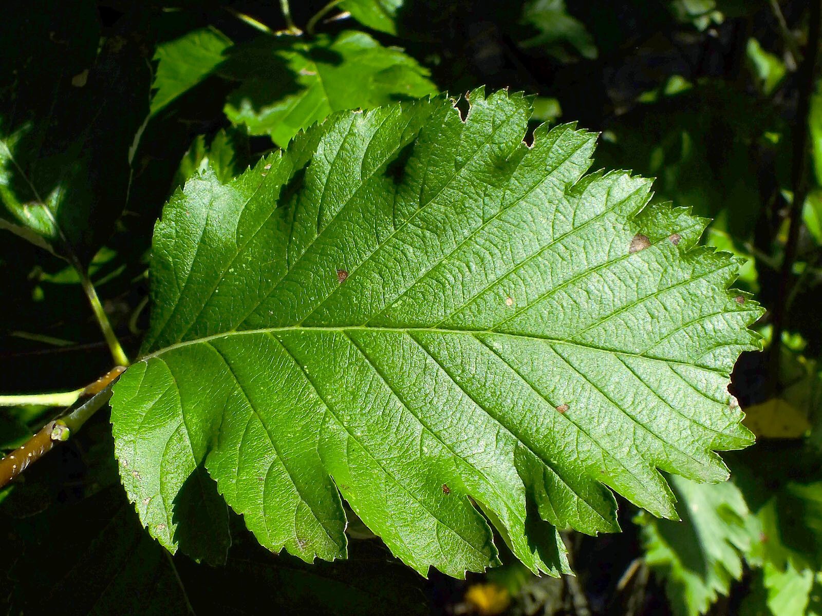 Sorbus mougeotii — search result for 'Austria'