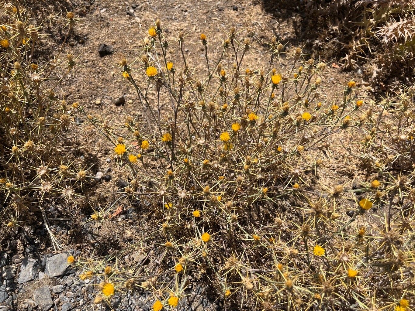 Centaurea idaea habit