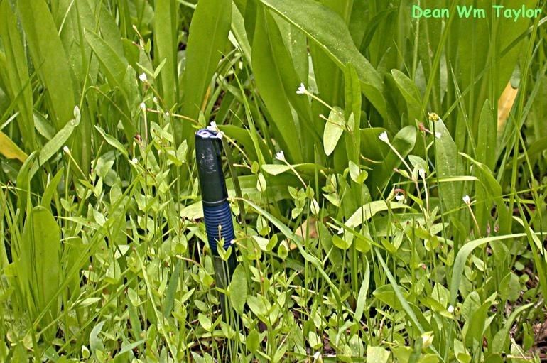 Epilobium howellii habit