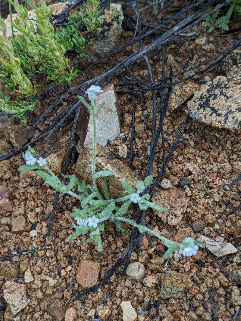 Pectocarya peninsularis — houseplant care guide