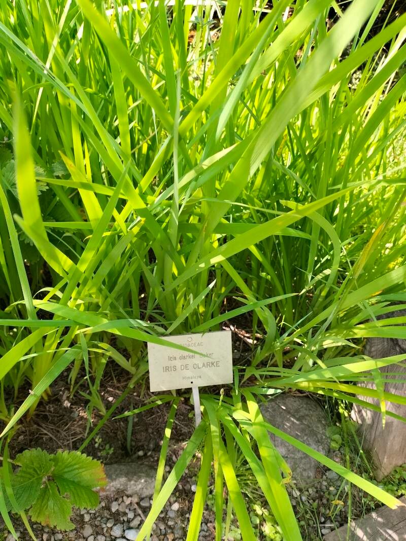 Iris clarkei — houseplant care guide