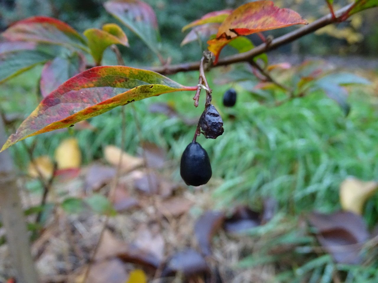Cotoneaster hummelii fruit