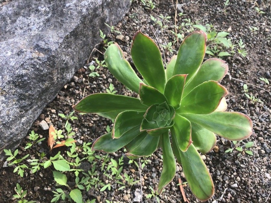 Aeonium vestitum — search result for 'Aeonium'