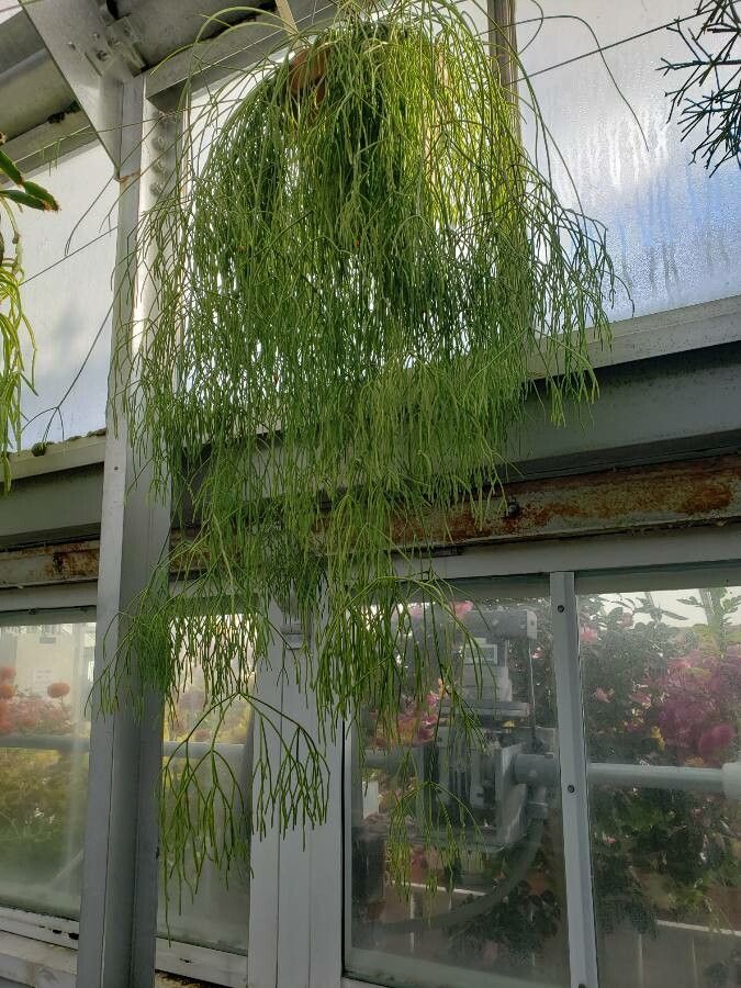 Rhipsalis campos-portoana habit