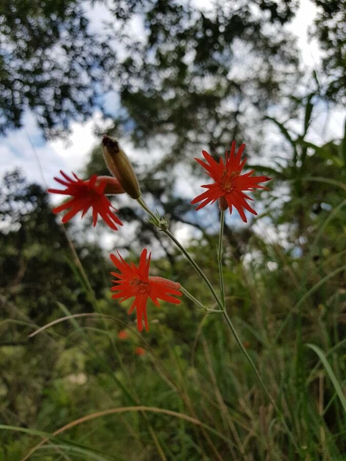 Silene laciniata flower