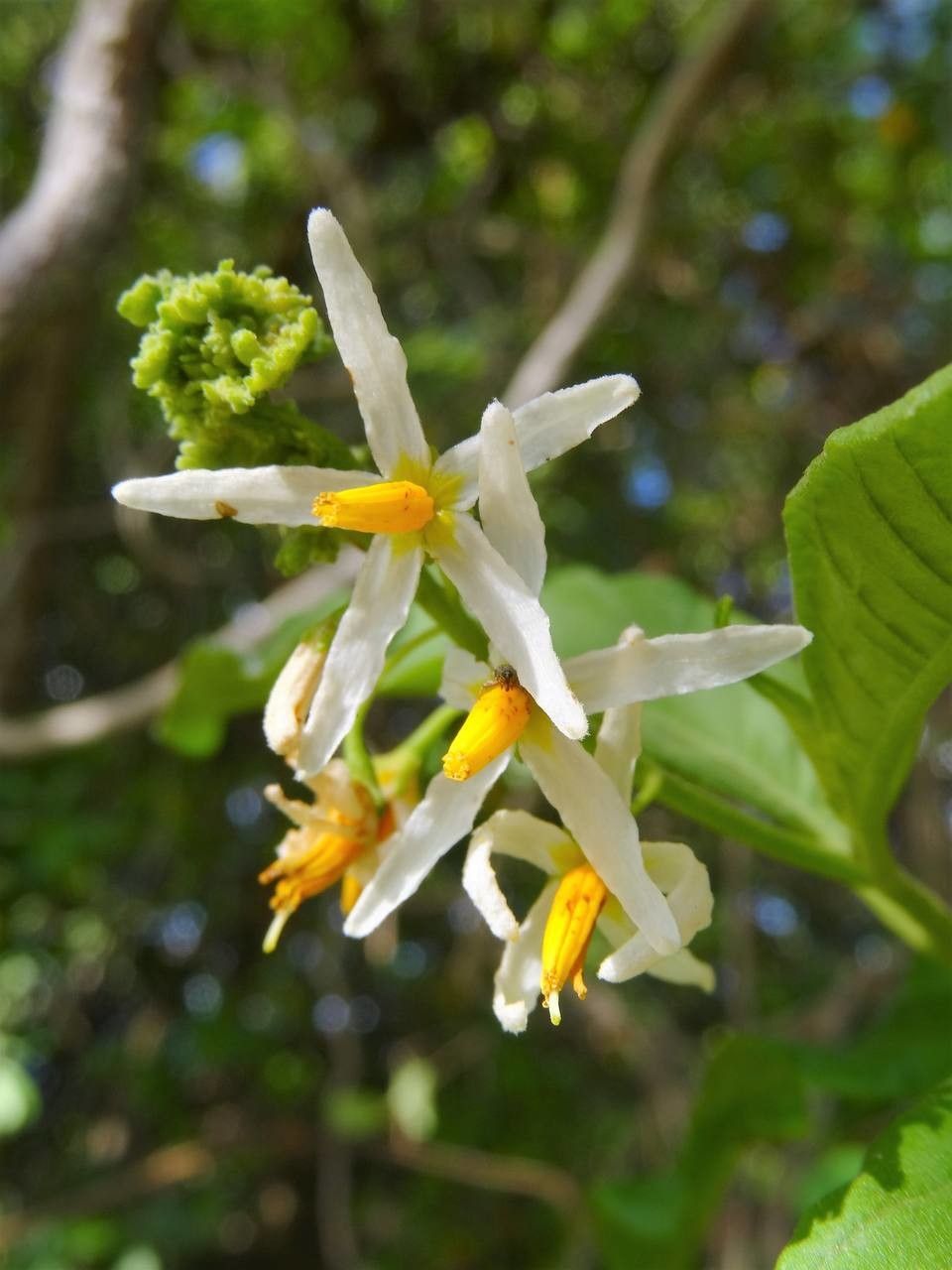 Solanum bahamense flower