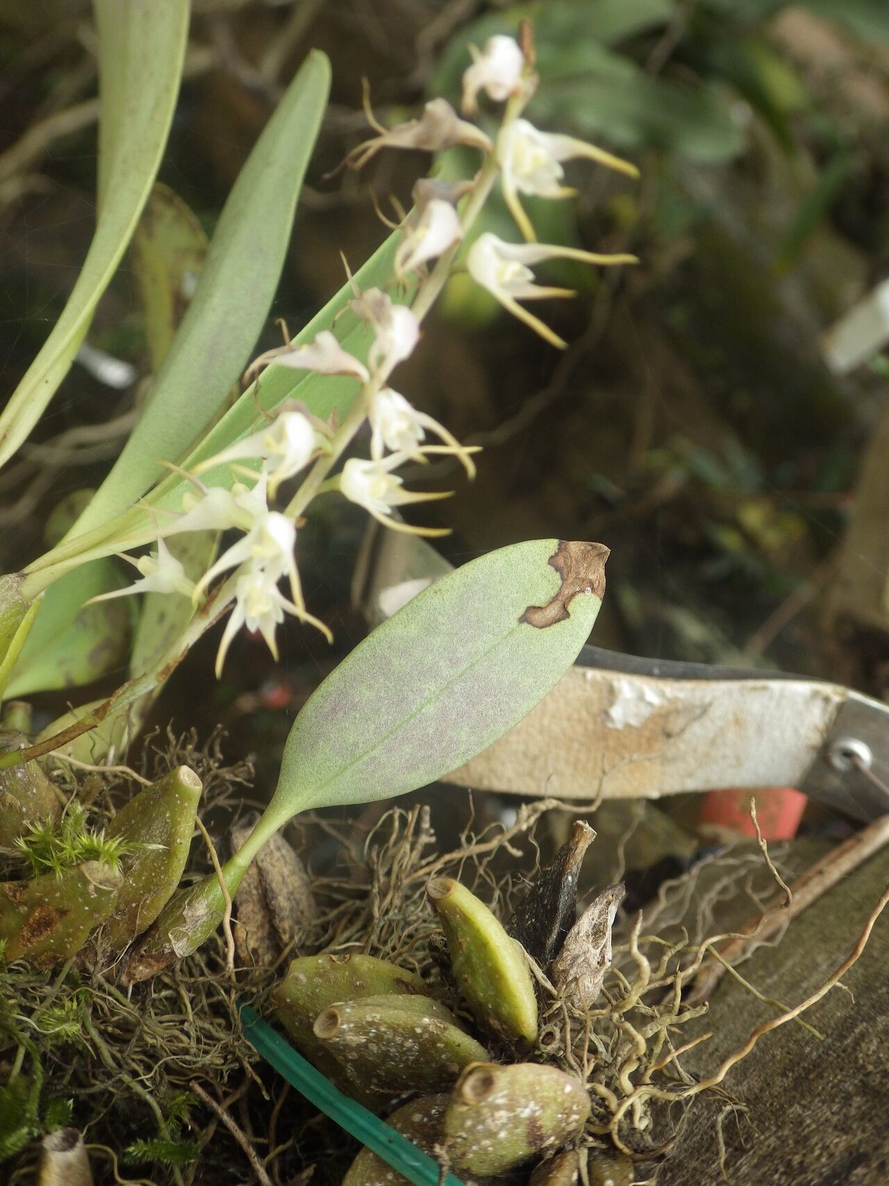 Bulbophyllum schimperianum habit