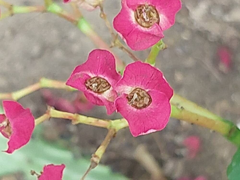Euphorbia hislopii flower