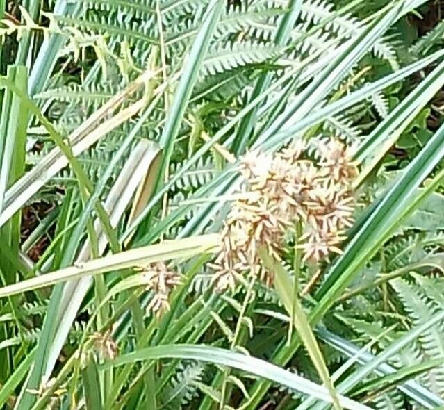 Cyperus javanicus — search result for 'Cyperus'