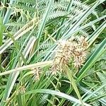 Cyperus javanicus