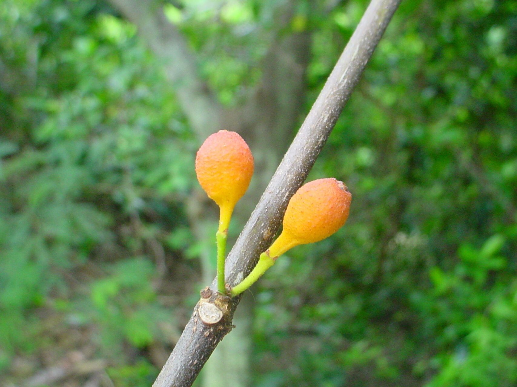 Ficus fraseri fruit