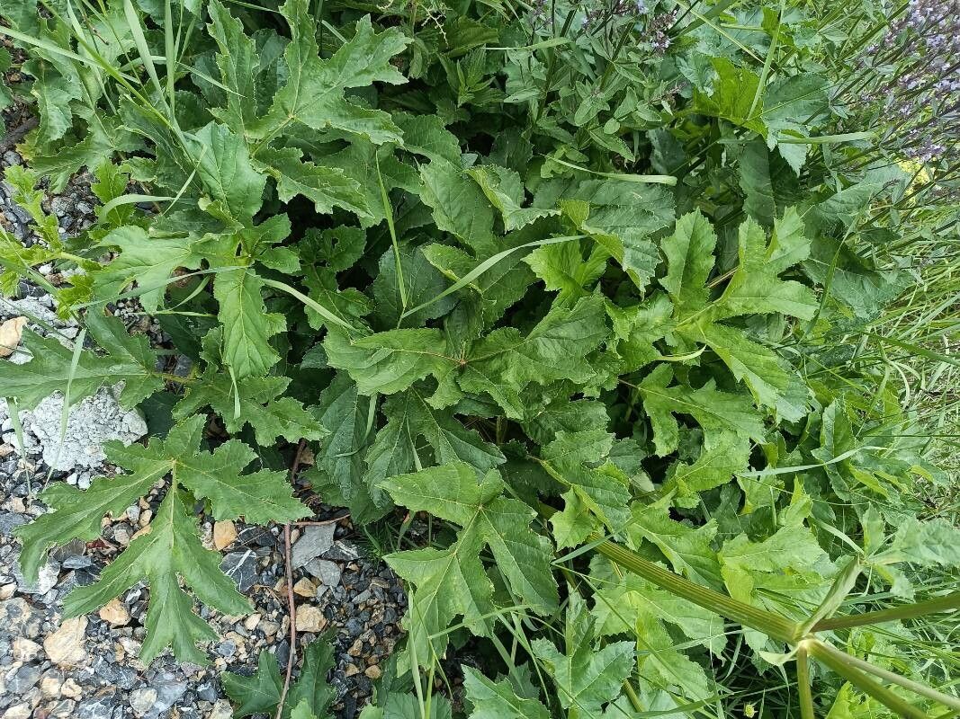 Heracleum angustisectum leaf