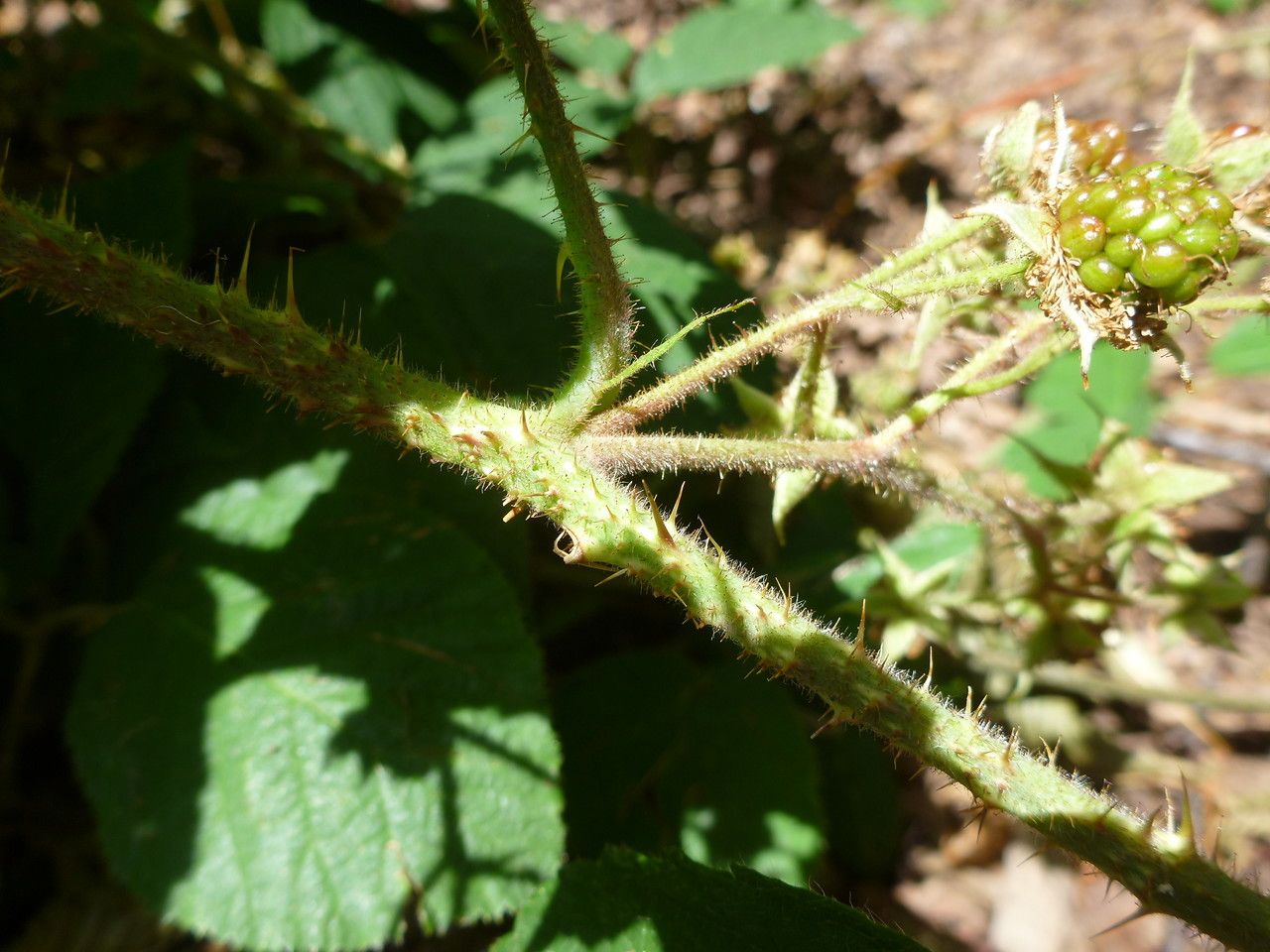 Rubus napophiloides bark