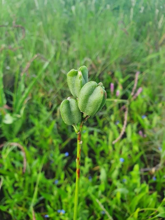 Chlorophytum somaliense fruit