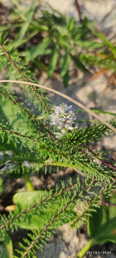Polygala cyparissias flower