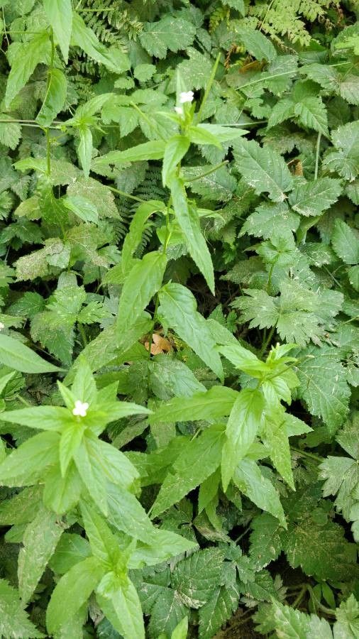 Epilobium lactiflorum — search result for 'Epilobium'