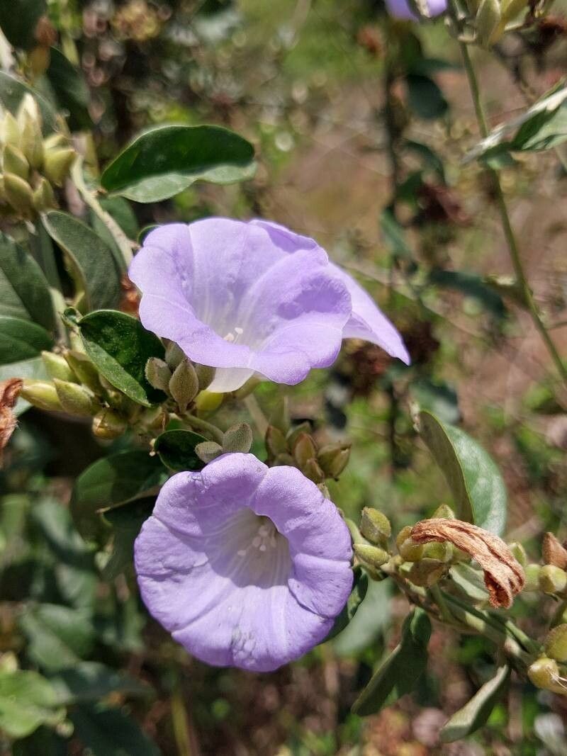 Bonamia alternifolia flower