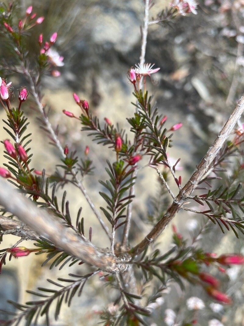 Calytrix tetragona leaf