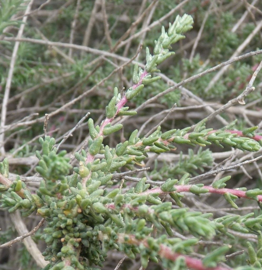 Bassia hyssopifolia habit