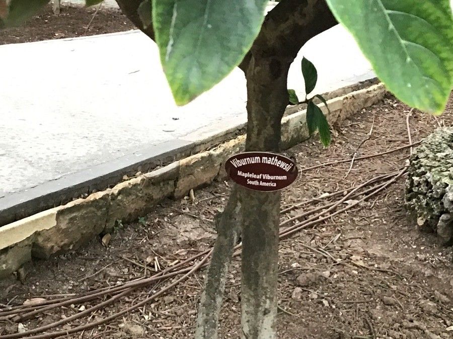 Viburnum mathewsii bark