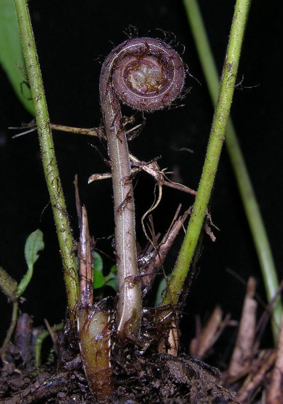 Thelypteris hispidula fruit