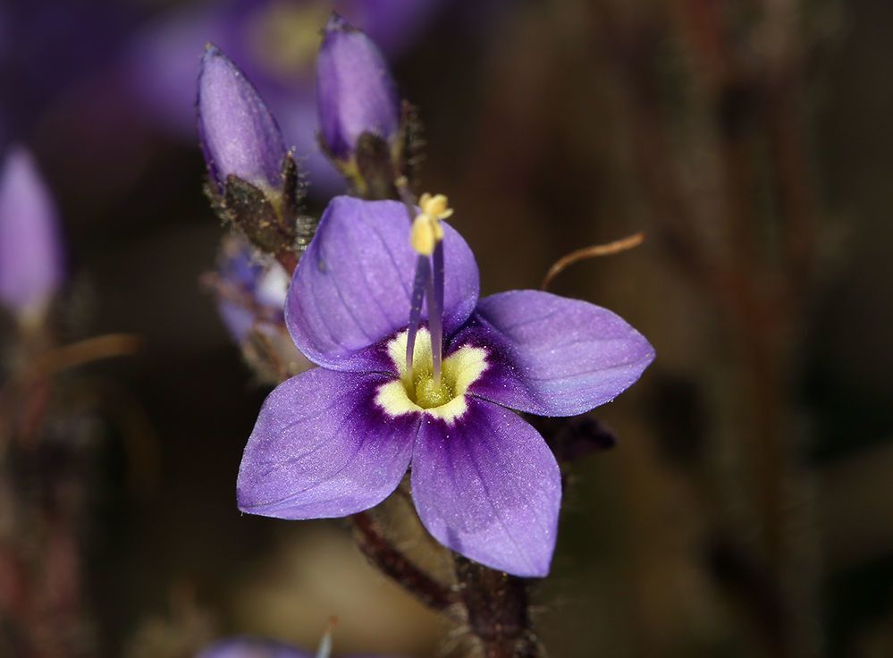 Veronica copelandii — houseplant care guide