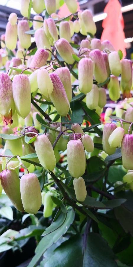 Kalanchoe pinnata flower