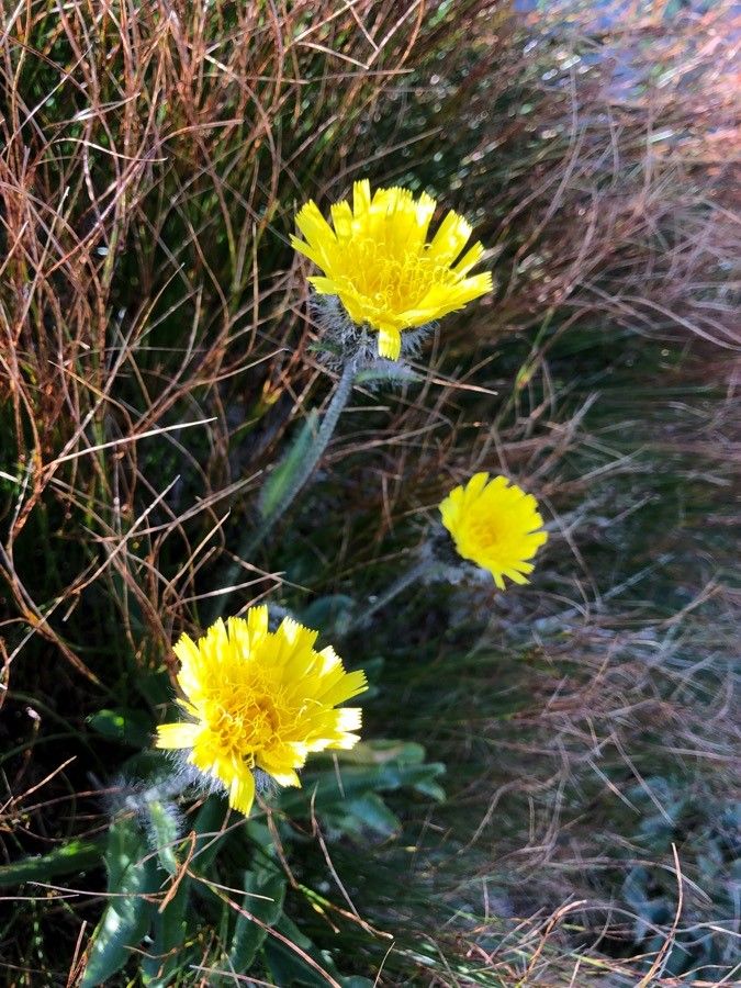 Hieracium halleri flower