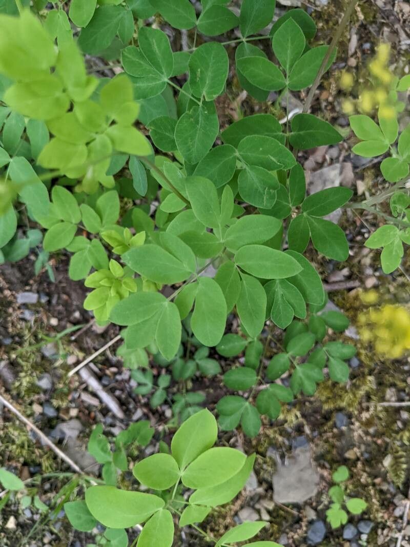 Taenidia integerrima — houseplant care guide