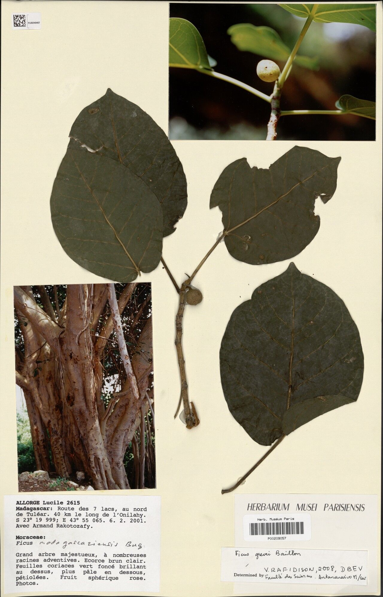 Ficus madagascariensis — houseplant care guide