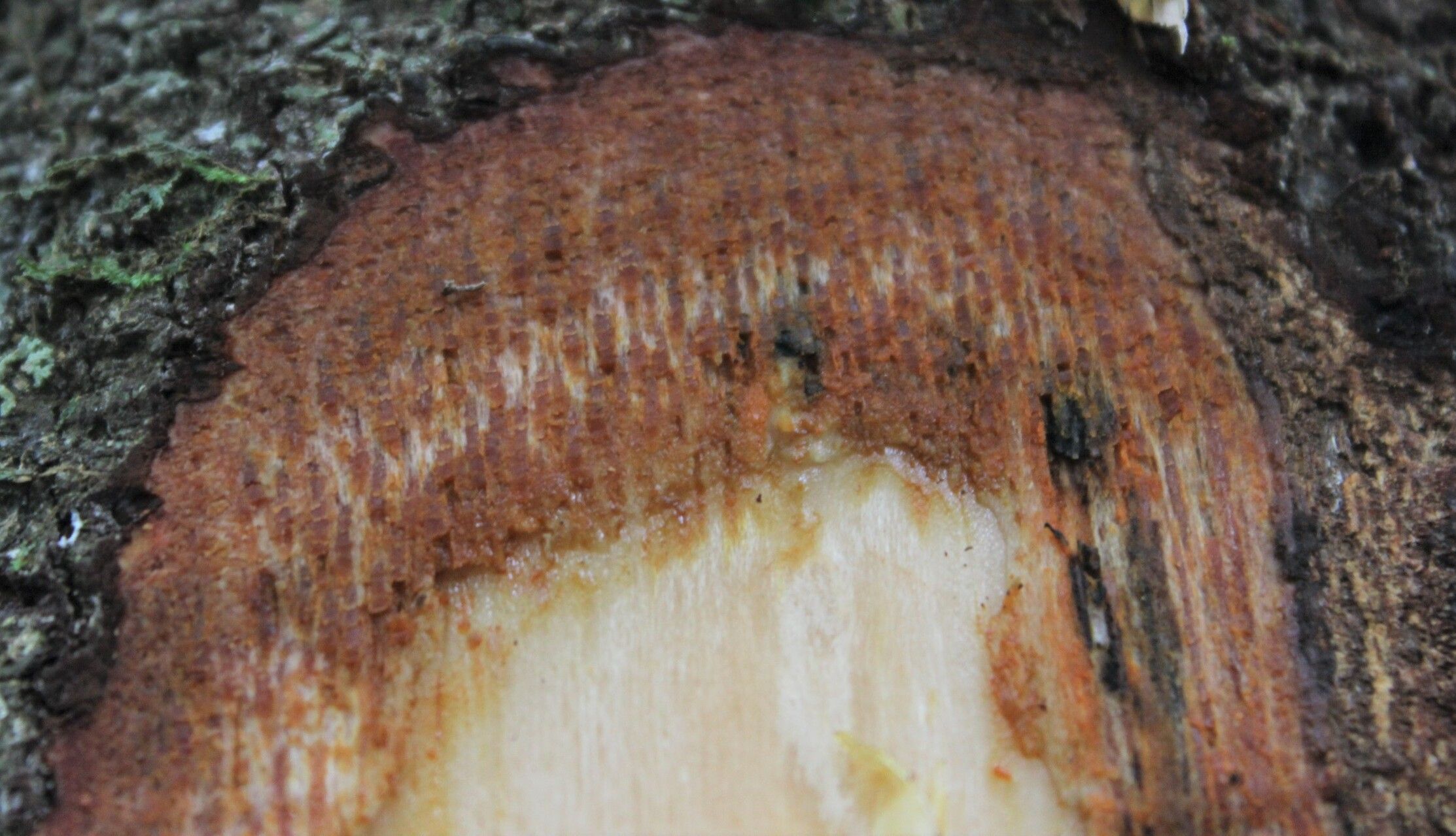 Rothmannia lujae bark