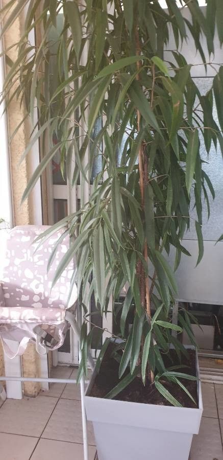 Ficus longifolia habit