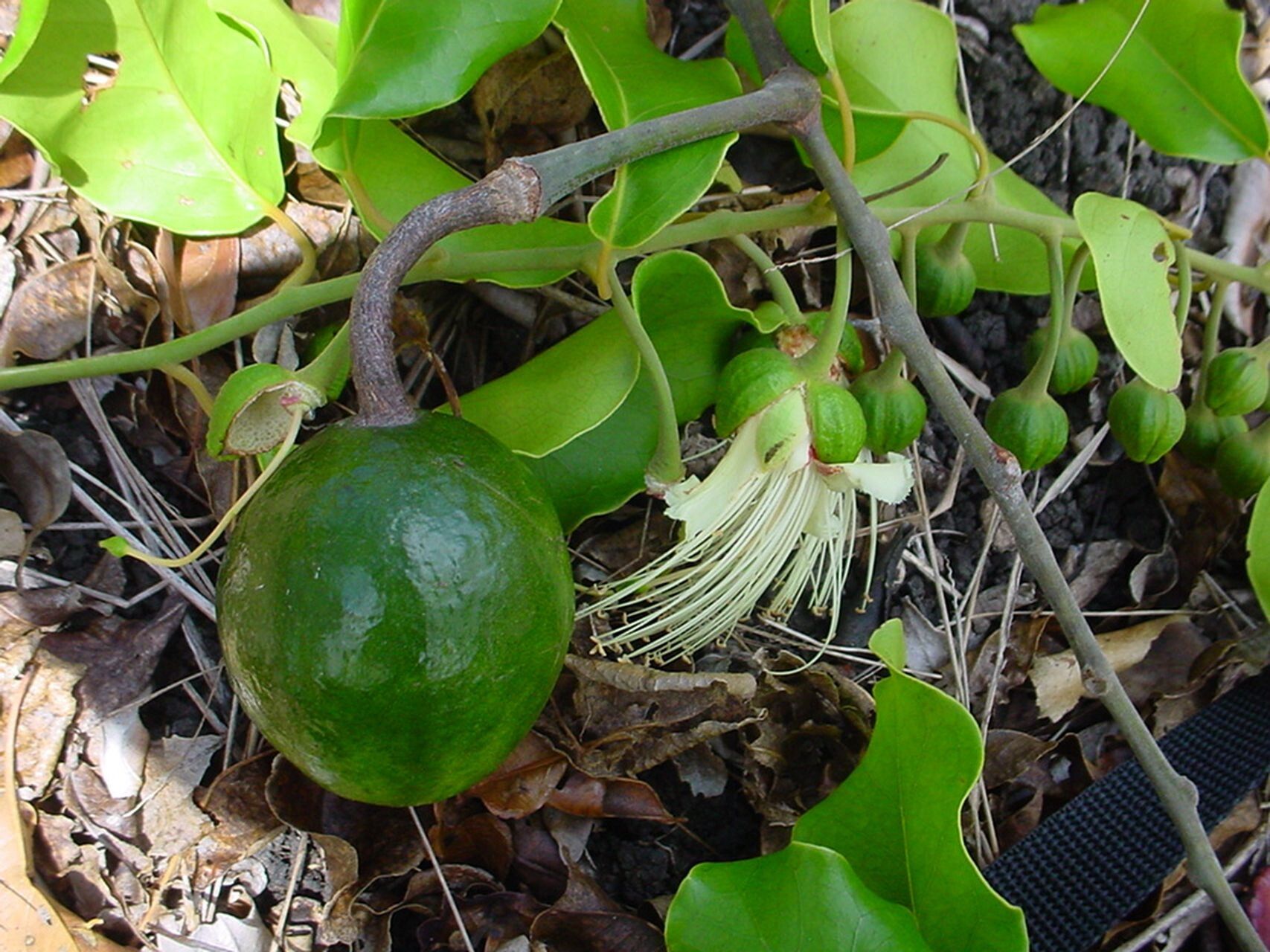 Capparis artensis fruit