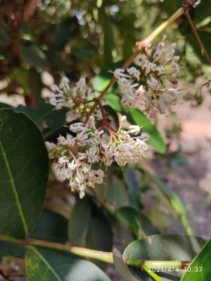 Ixora parviflora flower