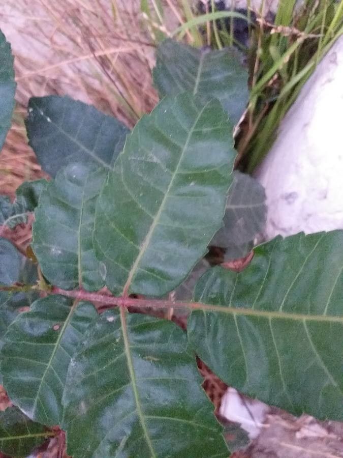 Schinus terebinthifolius — search result for 'Anacardiaceae'