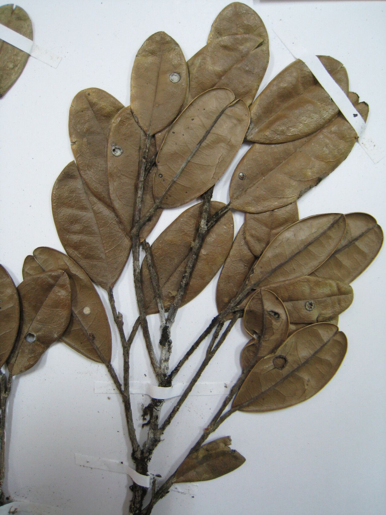 Tapura capitulifera other