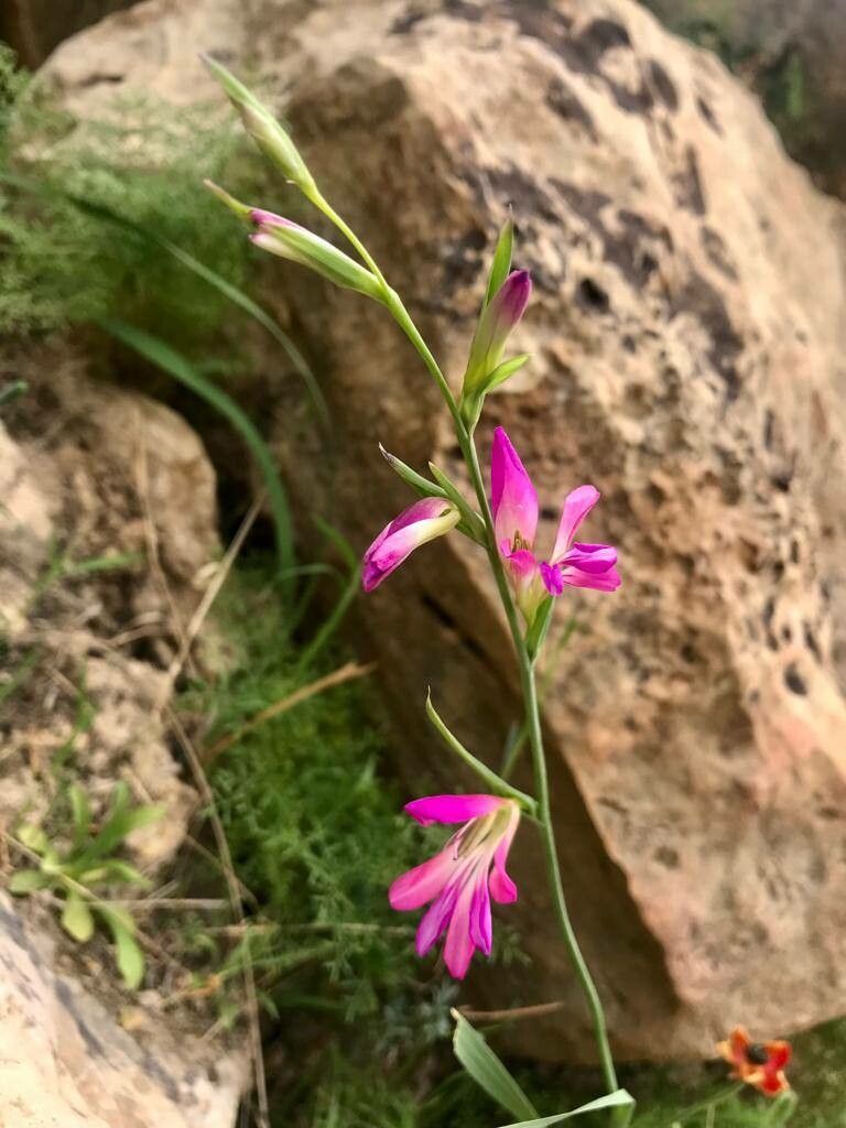 Gladiolus persicus — search result for 'Gladiolus'