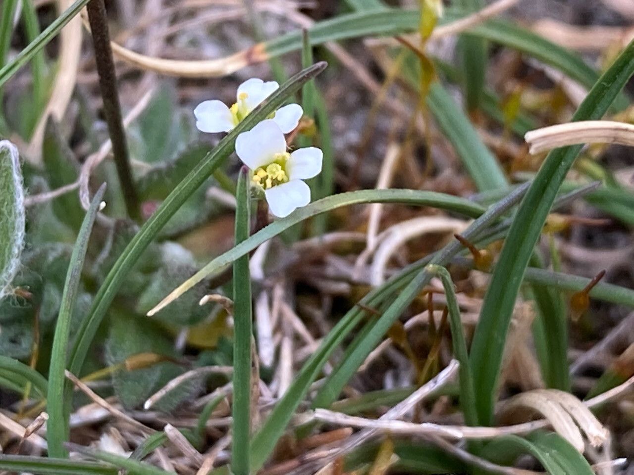 Draba siliquosa flower