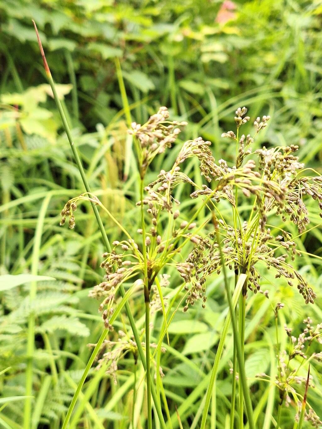 Scirpus atrocinctus — related species from the same genus